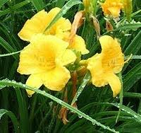 Use ½ the soil that you took out of the hole and the other ½ a mix of compost, sand or clay soil conditioner (espoma's soil perfector). Choosing Plants For Clay Soil Perennials And Climbers