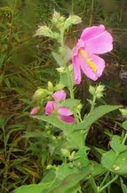 Image result for Kosteletzkya grantii