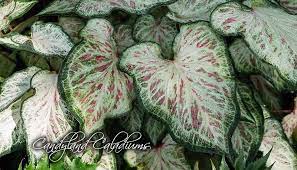 Photo Of The Leaves Of Lance Leaf Caladium Caladium Candyland Posted By Donp Garden Org