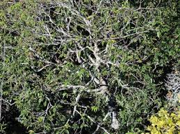 Image result for Cassipourea gummiflua