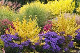 A Glowing Fall Border With Asters Dogwood And Grasses Garden Shrubs Plants Fall Borders