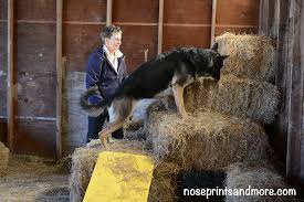 We've done barn hunt with out pit and he seems to really enjoy it but always alerts on the decoy tubes, haha. Tail Waggin Events Barn Hunts Earth Dog New Jersey