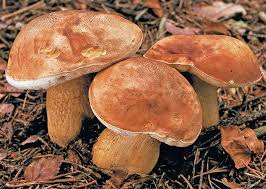 Jak Poznat Hrib Satan A Horke Hriby Zlucnik Krist A Hrib Medotrpky Champignon