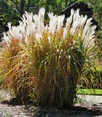 Image result for Miscanthus violaceus