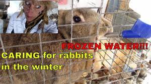 Caring For Rabbits In The Winter Water Needs Youtube