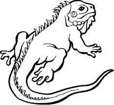 They live both in trees near the water and on the ground. Iguana Coloring Page Animal Coloring Pages Turtle Coloring Pages Iguana