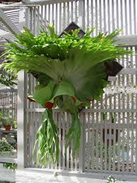 Anythingology April 2012 Plants Staghorn Fern Unusual Plants