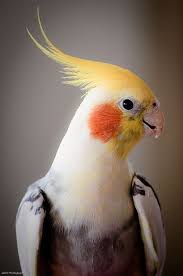 Cockatiel Yellow Bird With Red Cheeks Web Mail Pet Birds Parrots Funny Birds Pet Birds