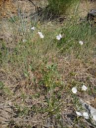 Image result for Convolvulus arvensis