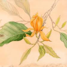 Image result for Magnolia champaca