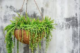 Las plantas colgantes, aún llamadas plantas de semáforo, se pueden ver en casi todos los balcones. Las Mejores Plantas Colgantes Para Balcones