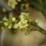 Image result for Maesa lanceolata