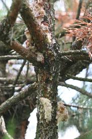 The cocoons really look like little pine cones, they are made of the arborvitae foliage and the pattern is shingled, pointed and all go in the same direction, it is mostly beige and green foliage, it is untrue how real these things look! Borers Of Pines And Other Needle Bearing Evergreens In Landscapes