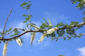 Image result for Acacia senegal
