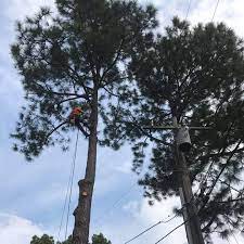We did not find results for: Express Tree Landscaping Services Llc Home Facebook