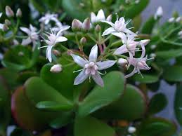 Hence, the succulent is a prevalent plant of choice in many dry climates. Crassula Ovata Jade Plant Money Tree Dummer Garden Manage Gfinger Es La App De Jardineria Mas Profesional