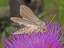 Image result for Cucullia umbratica