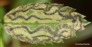 Image result for Scrobipalpula diffluella