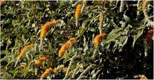 Image result for Polystachya minima