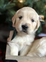 Litter Of 8 Golden Retriever Puppies For Sale In Stratford Ct Adn 61744 On Puppyfinder Com Gender M Golden Retriever Retriever Puppy Golden Retriever Litter