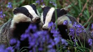 Pin By Sigi Christian On God The Beauty Of His Animals With Flowers Animals Beautiful Cute Animals Pet Birds