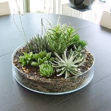 regalos ecologicos y vivos de mini jardines de plantas crasas sin pinchos buen feng shui minijardines suculentas plantas plantas crasas