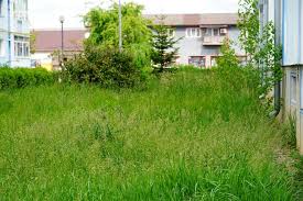 La Bistrita Poti Ascunde O Masina In Iarba Cand Ar Putea Incepe Primul Cosit