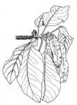 Image result for Terminalia mollis × stenostachya