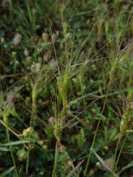 Image result for Alloeochaete geniculata