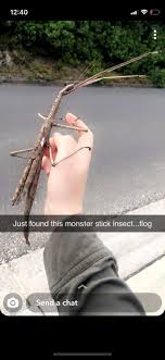 Maybe you would like to learn more about one of these? Best Friend In Australia Snapped This To Me What In The Apple Jacks Cinnamon Stick Is This Whatsthisbug