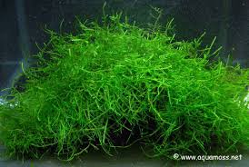 The Scientific Name Of Java Moss Information On How To Grow Aquatic Moss Planted Aquarium Freshwater Aquarium Plants Aquatic Plants