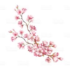Ramo De Flores De Cerejeira Mao Desenhar Ilustracao Aquarela Ilustracao De Ramo Tatuagem De Flor De Cerejeira Tatuagens De Flor De Cerejeira Flor De Cerejeira