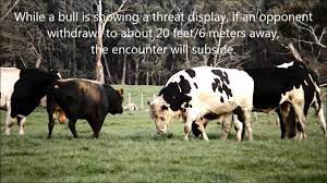 Dairy Bulls Threat Displays What To Look Out For Youtube