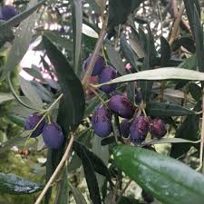 Image result for Olea