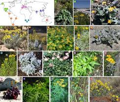 Image result for Senecio aetfatensis