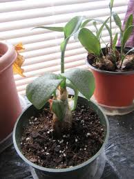 Image result for Ledebouria Unidentified sp. no3.