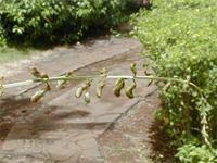 Image result for Tephrosia noctiflora