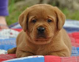 Fox Red Labradors Puppy Colors Puppies Lab Breeders Puppies Fox Red Labrador Red Labrador Labrador Puppy