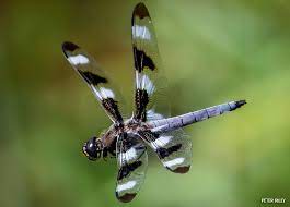 A dragonfly is an insect belonging to the order odonata, infraorder anisoptera (from greek ἄνισος anisos, unequal and πτερόν pteron, wing, because the hindwing is broader than the forewing). Eat Fly Love Die