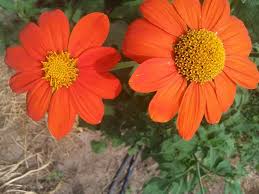 Image result for Tithonia rotundifolia