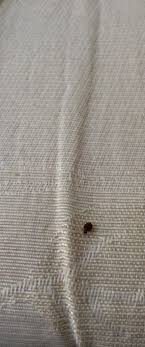 traitement punaises de lits extermination puces de lits sur lyon roanne et villeurbanne punaises de lit traitement punaises de lit puce de lit