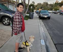 The basics anyone who has a dog in their life will know the emotional stability that their presence can provide. Emotional Support Animal Esa Training Programs Information And Success Stories Specialty Dog Training