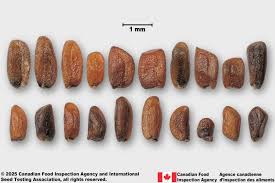 Image result for Sisymbrium