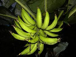 Terdapat banyak kegunaan pokok pisang. Pokok Pisang Tanaman Hiasan Dan Boleh Dimakan Berkebun Hidup