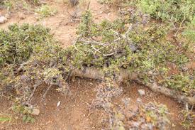 Image result for Commiphora kua
