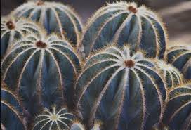 | balloon animal tutorial cactus. Balloon Cactus Notocactus Magnificus Cactus And Succulents Cacti And Succulents Cactus