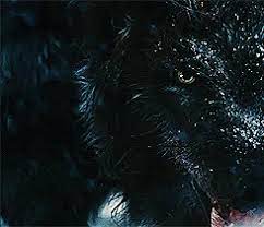 Black Wolf Gif Tumblr Google Sok Werewolf Aesthetic Werewolf Art Dog Tumblr
