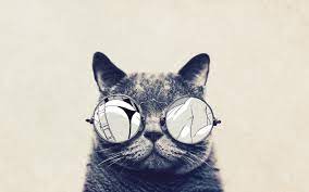 Cat With Cool Sunglasses Hd Wallpaper Desktop Background Free Wallpapers Download Cat Wallpaper Cats Funny Cats