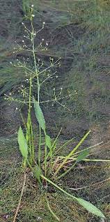 Image result for Aneilema lanceolatum