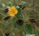 Image result for Pavonia burchellii